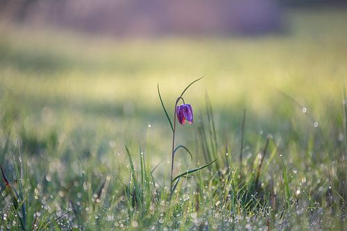 Kievitsbloem in het veld