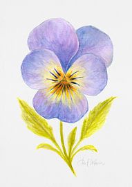 Viola Blossom – Watercolor Illustration