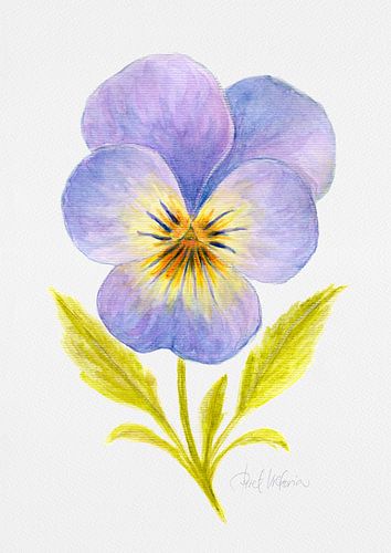 Fleur de violette - Illustration à l'aquarelle