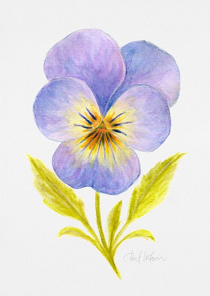 Viola Blossom – Watercolor Illustration by Piret Victoria Ribas Art & Photography