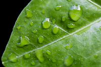 Leaf with drops