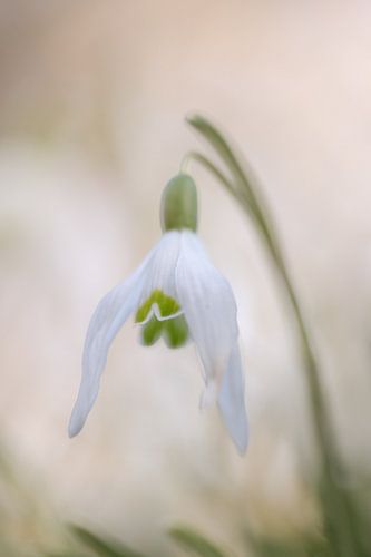 Sneeuwklokje (Galanthus)