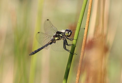 Black damselfly