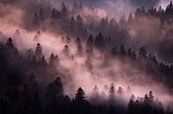 Brume dans la forêt par Sam Mannaerts Aperçu