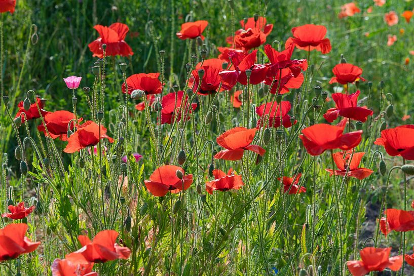 Een eenling in het roze in een klaprozen bloemenveld van Jolanda de Jong-Jansen