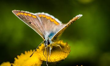 vlinder op bloem close up van Frank Ketelaar