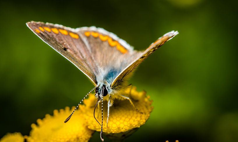 Schmetterling auf einer Blume, Nahaufnahme von Frank Ketelaar