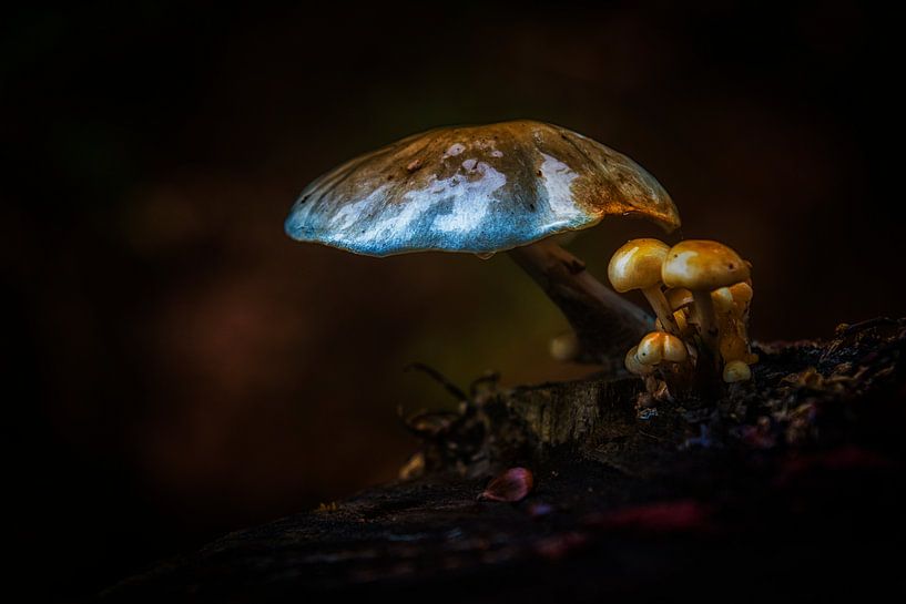 Heerlijke herfstfoto ! par Henk v Hoek