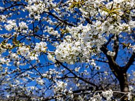 White blue tree generated by Harald Schottner