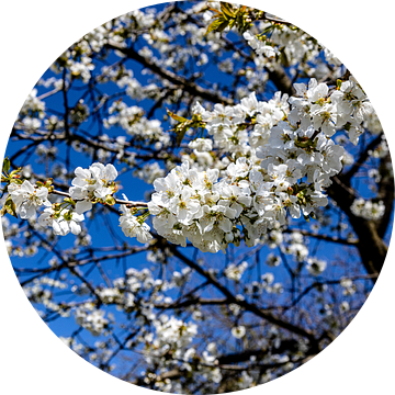 Witte blauwe boom gegenereerd van Harald Schottner