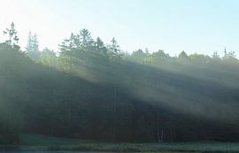 Rold Skov (Denmark) by Marcel Kerdijk