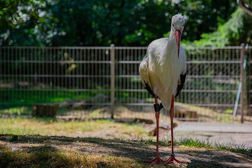 De fotogenieke ooievaar