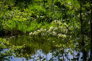 Ein schöner Blick durch die Blumen und Äste