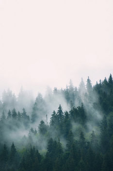 Wald