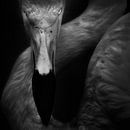 Het oog van een flamingo van Ruud Peters thumbnail