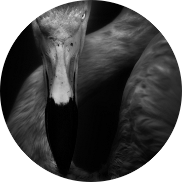Het oog van een flamingo van Ruud Peters