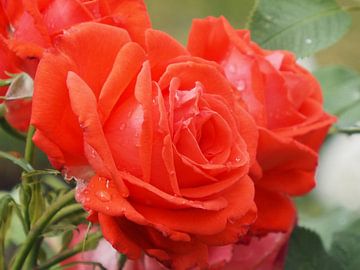 Engelse roos in York van Annie Lausberg-Pater
