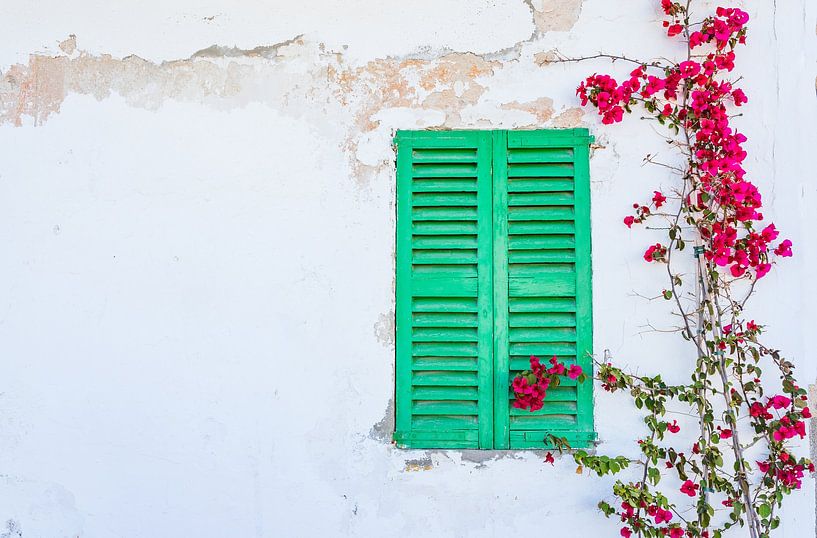 Hauswand Hintergrund mit geschlossenen grünen Fensterläden, Bougainville von Alex Winter