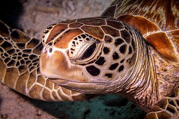 Zeeschildpad, Mabul island, Maleisie van Travel Tips and Stories
