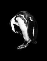 Pinguin portret in zwart wit - zwarte achtergrond