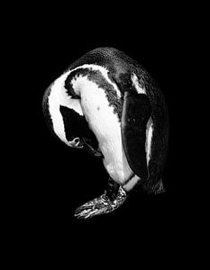 Penguin portrait in black and white 