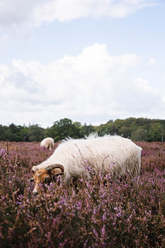 Drents Heideschaap über die blühende Hilversumer Heide bei Crailo, Bussum, Niederlande