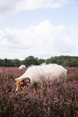 Drents Heideschaap op de bloeiende Hilversume hei bij Crailo, Bussum, Nederland