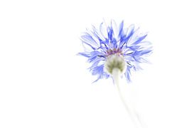 Bluette by Pauline Rote