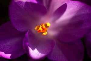 Paars bloem in detail