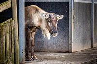 Curious Gaze: A Reindeer in its Shelter
