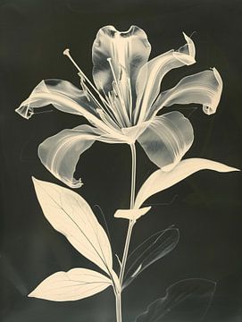 Artistic Black and White Photogram of a Flower - Vintage Style in the Tradition of Man Ray by Roger VDB