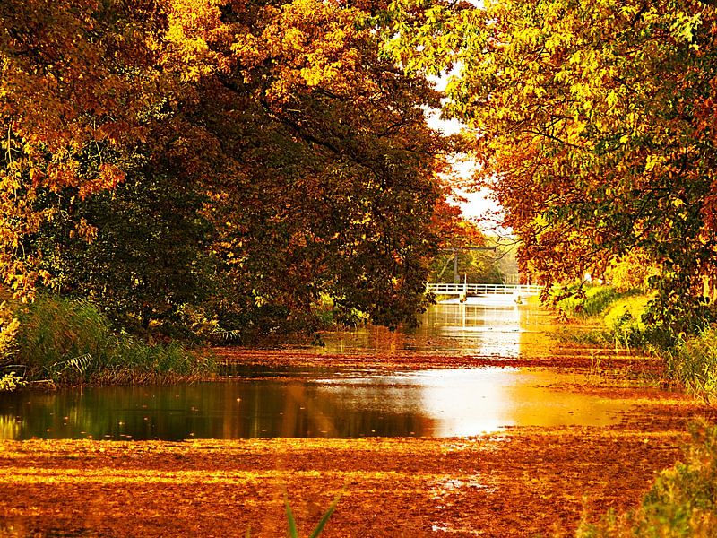 Apeldoorn-Kanal in den Herbstfarben von Jessica Berendsen