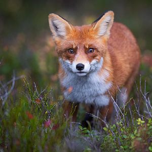 curious fox by Daniela Beyer