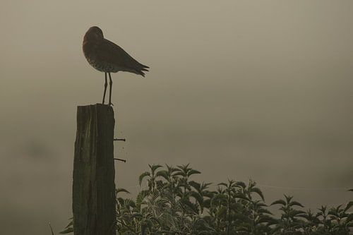 Barge à queue noire sur un poteau dans le polder brumeux
