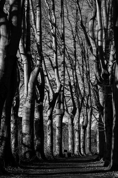 Beautiful Beech Trees, Lede, Belgium by Imladris Images