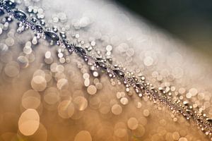 Paillettes et glamour (gros plan sur des gouttelettes)
