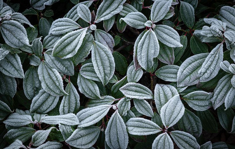 Frost auf dem Blatt von Jan Roos