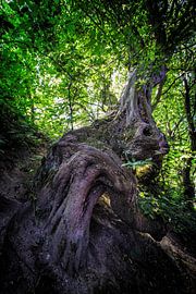 Whimsically shaped tree in Camerig by Rob Boon