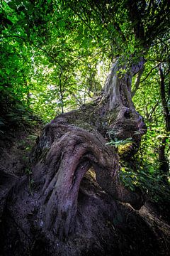 Seltsam geformter Baum in Camerig