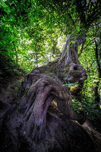 Un arbre aux formes étranges à Camerig par Rob Boon