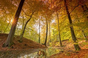 Sunrise on Forest Pond Surrounded by Autumn Foliage sur Rob Kints