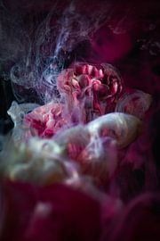 Magic flowers by Steffen Gierok