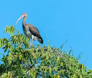 Witte ibis
