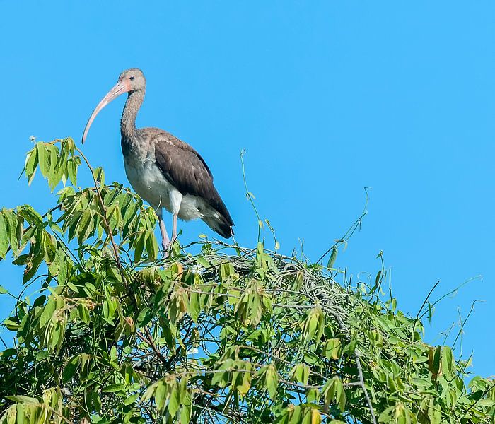 Witte ibis von Maarten Verhees