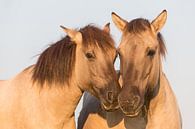 Paarden | Konikpaarden portret van Servan Ott thumbnail