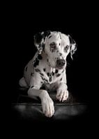 Honden Dalmatiër