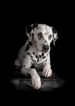 Honden Dalmatiër van Patrick Reymer