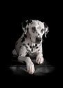 Honden Dalmatiër van Patrick Reymer thumbnail