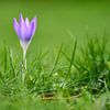 Crocus in het gras van Ad Jekel