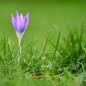 Crocus in het gras van Ad Jekel